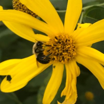 #BLM#ClimateEmergency #SavetheBees 🌍🌎 Living on stolen Nacotchtank (Anacostan)/Piscataway territory