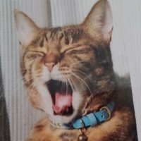 🎗にざえもん🎗🕊️ (@n84th7lmh6qlgo1) 's Twitter Profile