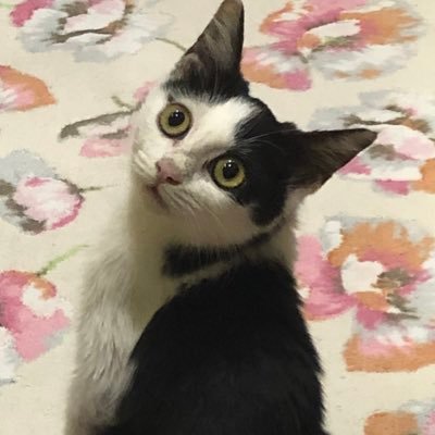 nariwo_z's profile picture. B4 atcoder A:🟢H:🟢