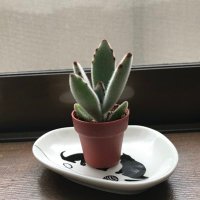 m_umi (@babynoakubi) 's Twitter Profile Photo