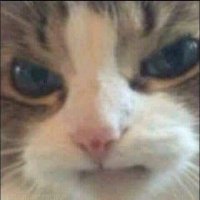mirza (@nurhando) 's Twitter Profile