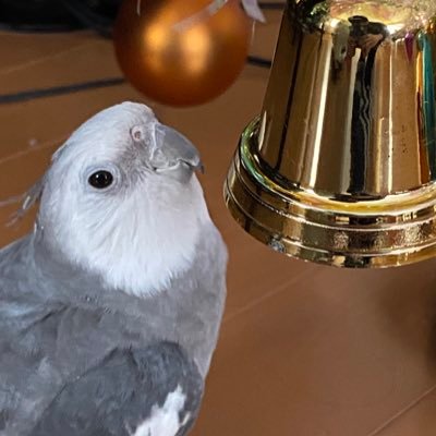 元奇術研⠀ ⠀ ⠀ ⠀ ⠀ ⠀ ⠀ ⠀⠀⠀ ⠀ ⠀ ⠀ ⠀ ⠀ ⠀ ⠀ ⠀ ⠀ ⠀ ⠀ ⠀ ⠀ 実家にオカメインコ/セキセイインコ/キンバトを飼っています。 ⠀ ⠀ ⠀ ⠀ ⠀⠀⠀⠀ ⠀⠀⠀ ⠀⠀⠀⠀ ⠀⠀⠀ ⠀ ⠀ ⠀ ⠀ ⠀⠀⠀⠀⠀マジック/ジャグリング/アニメ/ゲーム/ヒゲダン
