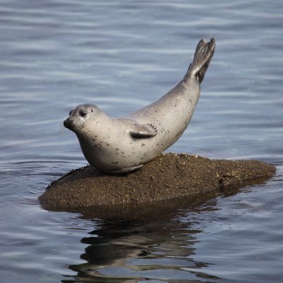 Kaos44Games's profile picture. An average person on the internet.