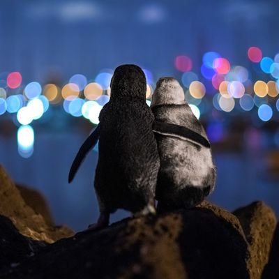 NasHeisenberg's profile picture. مُسلم Muslim