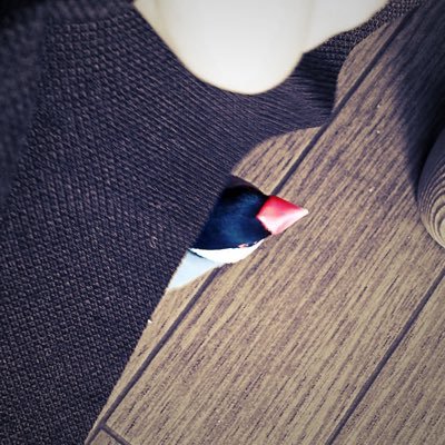 tempo_andante_'s profile picture. あなたと刻む時間は歩くような速さで。 茶々シナモン♂8歳7ヶ月(~23/09/02)