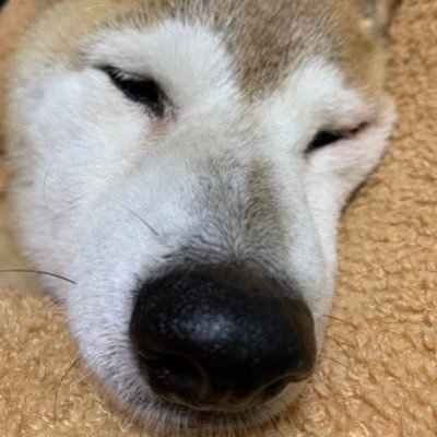 2005/04/01女の子🐕まめしばのまめ🐕おばあちゃんだけど我が家のアイドル💝2021/10/04お空へお引越し🌈元は推し垢でした…がまめ専用に変えました。推し垢でフォローしてくれていた皆さまごめんなさい🙏