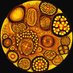 antirobust Profile picture