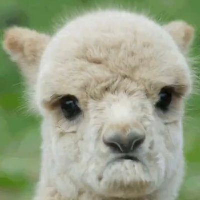 Alpaca hihihi Leader of @Extinction_Coc / Player 3SO