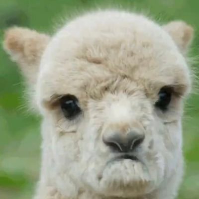 Alpaca hihihi