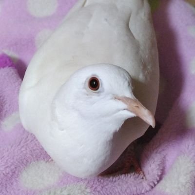 白い鳩のおとうさん Ten No Miyako Twitter