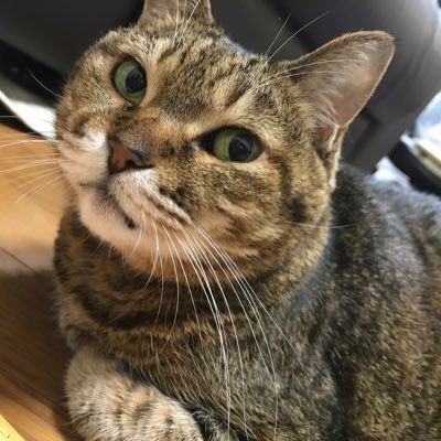 mikecchi09's profile picture. 宝塚OGの剣幸オタ。永遠の大貴誠推し。観劇好き。東宝ミュ・宝塚・四季・新感線・OSK…その他いろいろ。笑いこそ生きる糧！https://t.co/qVrIVA7qNS