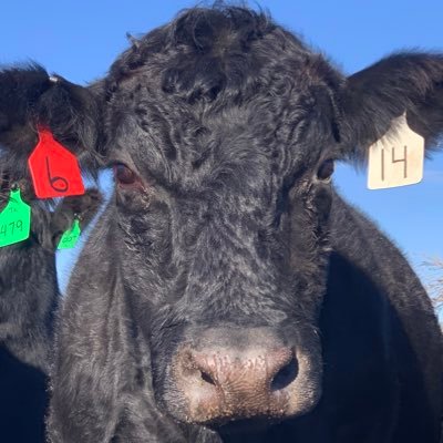 Timac Agro USA western Kansas/Colorado ATC sales. Jack of all trades master of none!