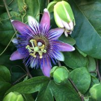 The Plant Initiative (@plant_init) 's Twitter Profile Photo The Plant Initiative (@plant_init) 's Twitter Profile Photo