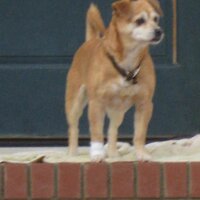 Mary Brown (@equus_puella) 's Twitter Profile