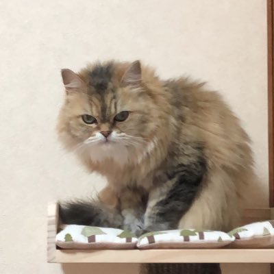ジュンコさんのプロフィール画像