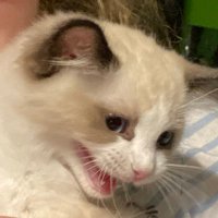 link (`･ω･´) (@goodnightlink) 's Twitter Profile Photo