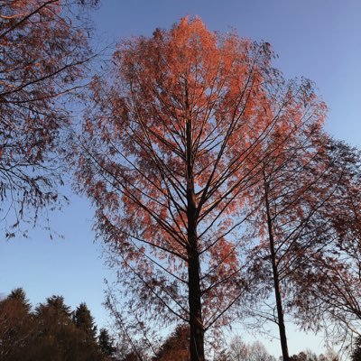 LSatoru's profile picture. 