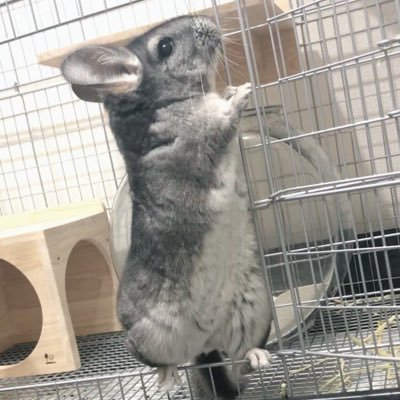 2人と5匹で仲良く暮らしてます🏠チンチラとモモンガとハムスター×3🐹🐰みんな可愛い我が子です💖⚠️無言フォロー失礼します💦