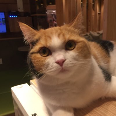 暗黒ネコ 少子化を考える Darkneco100 Twitter