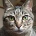 動物保護の輪を繋げたいアカウント! (@4_animal_2) Twitter profile photo 動物保護の輪を繋げたいアカウント! (@4_animal_2) Twitter profile photo
