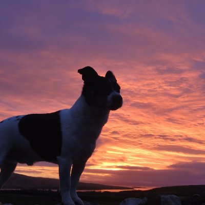 Ancient mariner...
Nature & wildlife, Anything Islay old and new, Constant wee friend is JRT Willie.