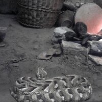 butterflymind (@butterflyminde) 's Twitter Profile