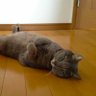 nekozuki888's profile picture. 