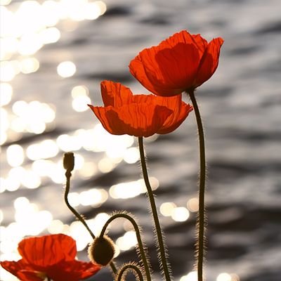 JulieElford3's profile picture. be happy