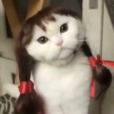 @Dearmymeowme