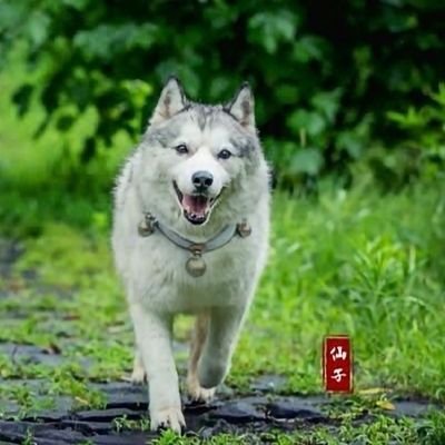 LeanDuhhC's profile picture. 