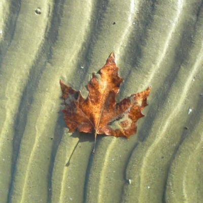 Rosa4311's profile picture. 