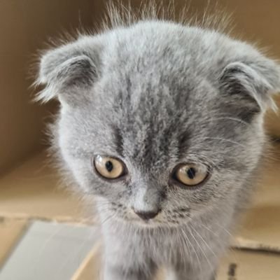 liyutav's profile picture. 