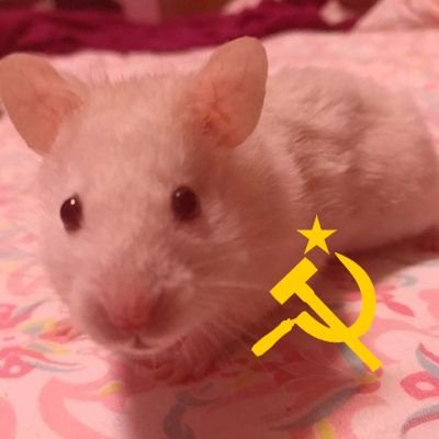 estou aqui para questionar, sou gado de Bolsonaro
🇧🇷🇦🇷🇮🇱🇺🇲🇵🇹