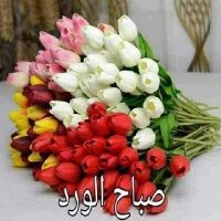 فحل اليمن (@alashiq1alwlhan) Twitter profile photo