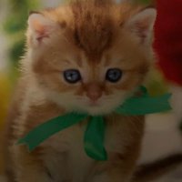 KoolKatz (@koolkatz420) 's Twitter Profile