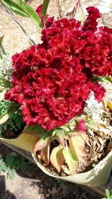 GIfAZotHjKFrgcr's profile picture. متقاعد مدنى