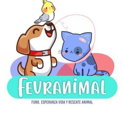 fevranimal Profile Picture