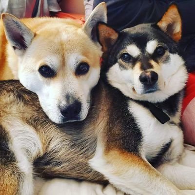 Chelsie_shot's profile picture. 