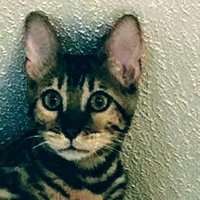DISGUSTED DAM YANKEE (@gottripstone) 's Twitter Profile
