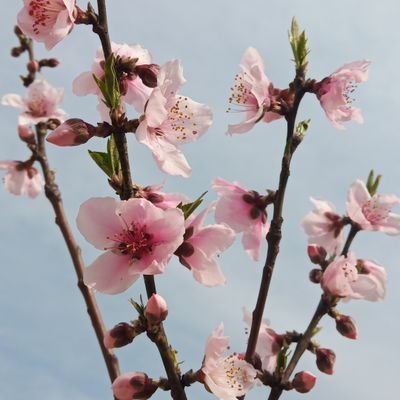 sachinlavania's profile picture. My Retweets are not My Endorsements