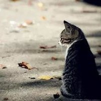 hdjdnd83907600's profile picture. 致力于web3撸毛、交易，永远相信有一个时代属于我