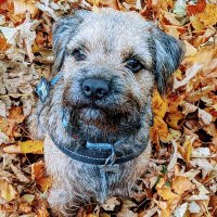 Freddie The Border Terrier (@freddieborder) 's Twitter Profile Photo Freddie The Border Terrier (@freddieborder) 's Twitter Profile Photo