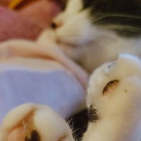 すずみんとろーそん🐾 (@yejje5k2pwfdltv) 's Twitter Profile