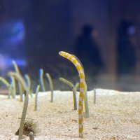 雫野 (@shizukuno_) Twitter profile photo