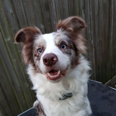 Red merle Border Collie, optimist, lover of life. Views not human. 
Lives with @dreamworkbc, 4 BCs and a crestie.