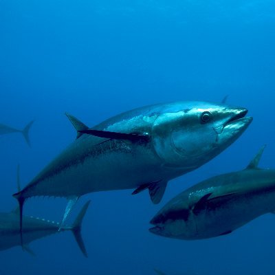 Atlantic bluefin tuna
(Pelagic fish)

Kingdom:	Animalia
Order: Scombriformes
Family: Scombridae (mackerel)
Tribe: Thunnini
Subgenus: Thunnus (AKA 