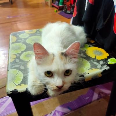 HelmyAzeein's profile picture. 