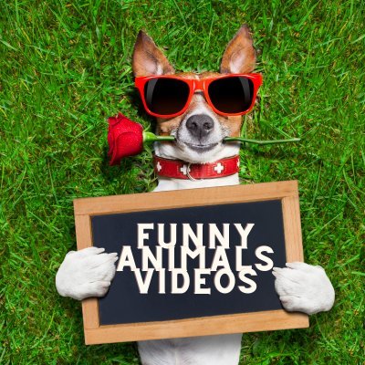 Enjoy funniest and cute animals videos.