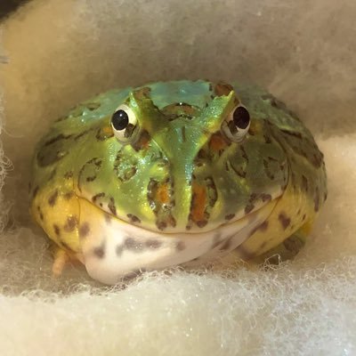 mumumbai's profile picture. クランウェルツノガエルを飼っています！2018.11上陸ブリちゃん 2021.5上陸トロちゃんの日常をつぶやきます🐸