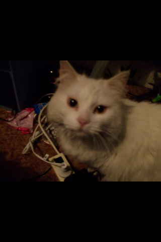 Lamp_likes_glee's profile picture. Gleek, starkid , Klaine, Dalton , new directions, warblers